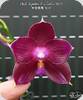 Phal. Lyndon Mix Zebra 809 - mit 1 kurzen Rispe